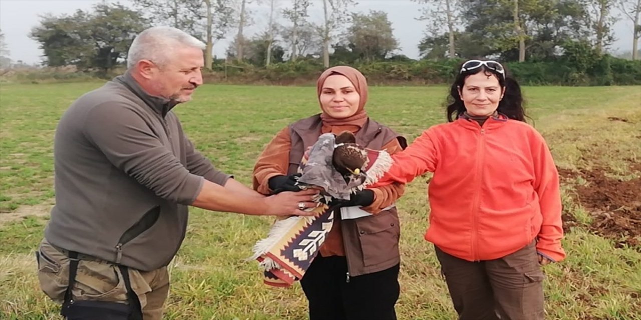 Bolu'da yaralı bulunan kızıl şahin tedavi edilecek.