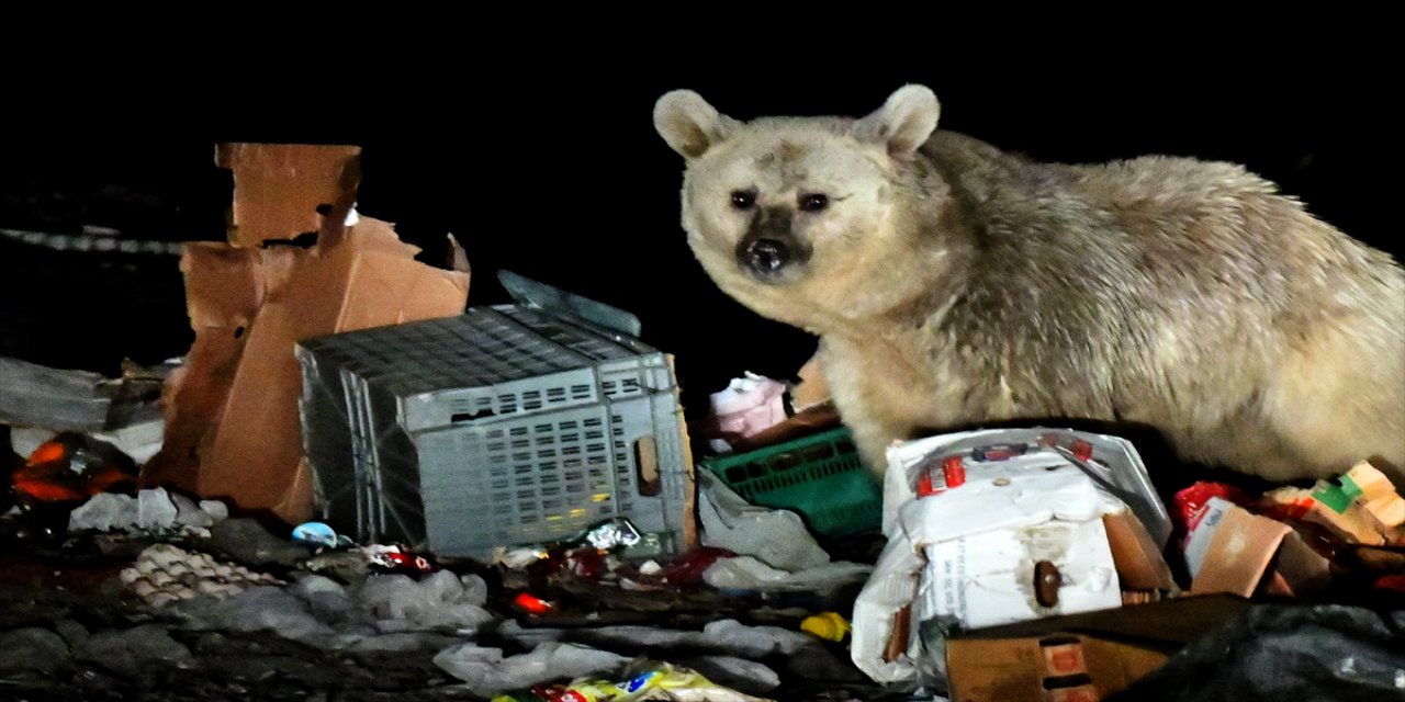 Sarıkamış'ta bozayılar tedirginlik yaratıyor.