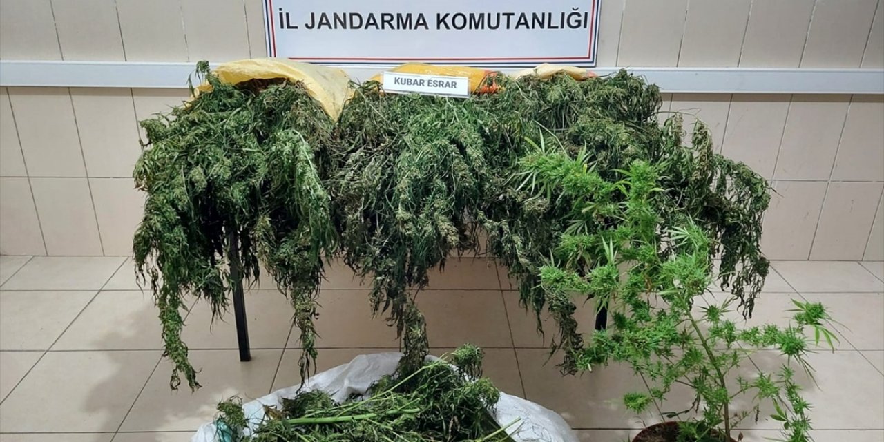 Samsun'da evlerinde kenevir yetiştiren 3 kişi yakalandı.