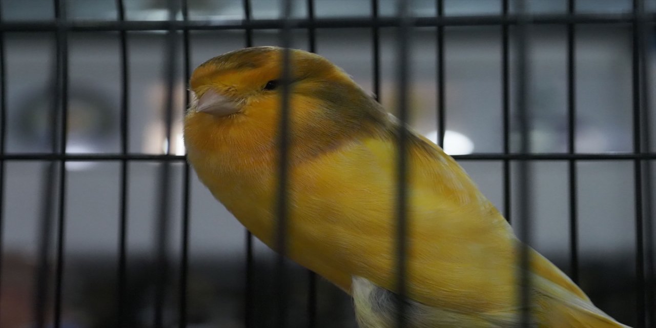 Balıkesir'de "Kanarya Güzellik Yarışması" yapıldı