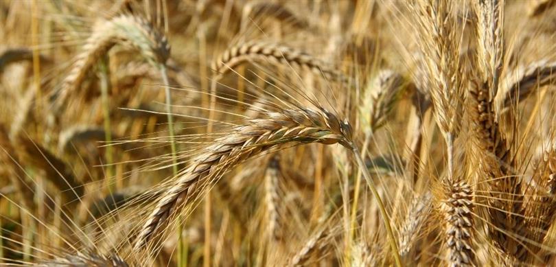 KURAKLIK VE SOĞUĞA DAYANIKLI TRİTİKALE GELİŞTİRİLECEK