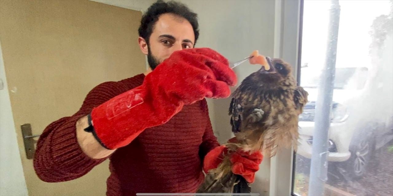 Erzurum'daki yaralı bulunan 6 yabani kuş tedavi ediliyor.