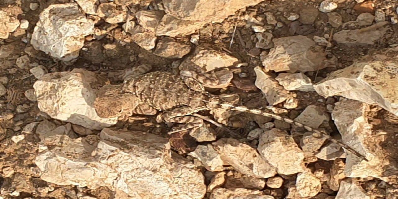 Tunceli'de doğada nadir görülen "bozkır keleri" görüntülendi