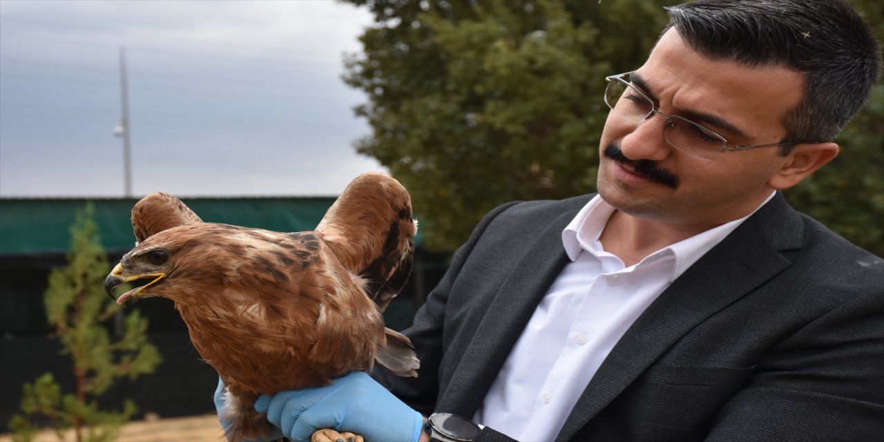 Şırnak'ta yaralı bulunan 3 kuş tedavi edildikten sonra doğaya bırakıldı.