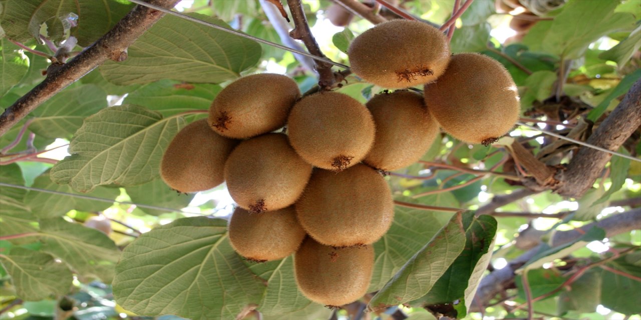 Mersin Erdemli'de kivi hasadı başladı