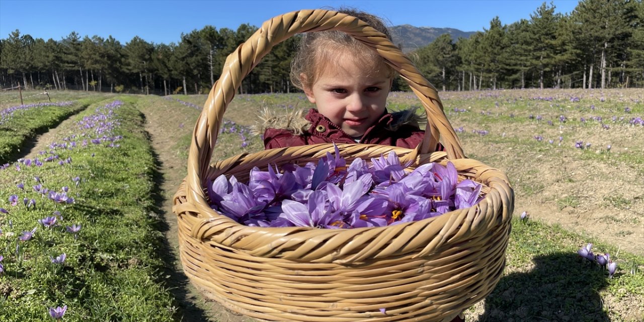 6. Safran Festivali safran hasadı ile başladı.