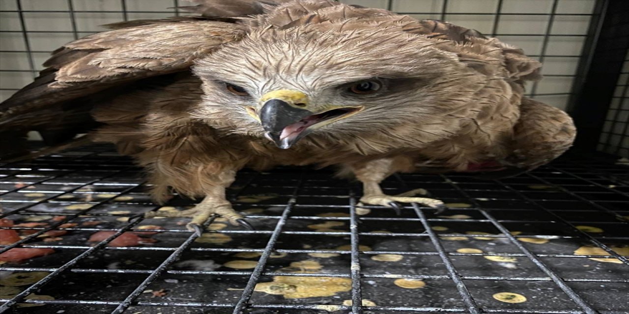Erzurum'da yaralı bulunan kızıl şahin tedaviye alındı.