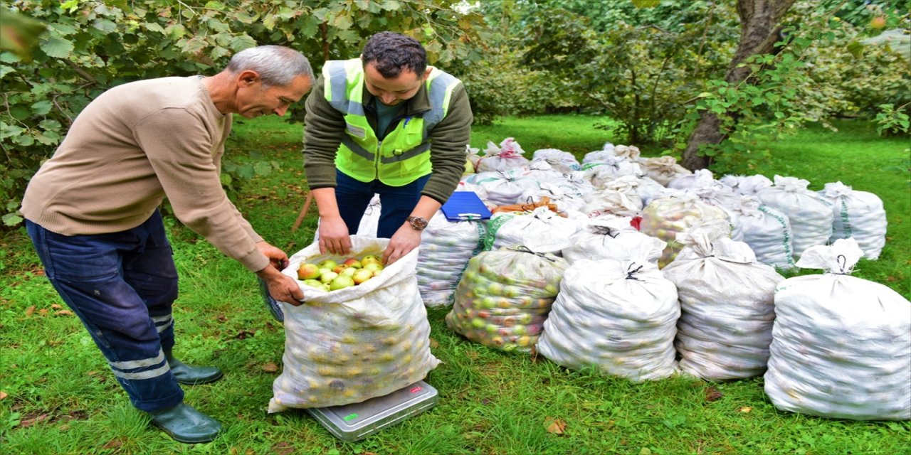 Ordu'da, "Organik Elma Suyu" projesi kapsamında üreticiden ürün alımı devam ediyor