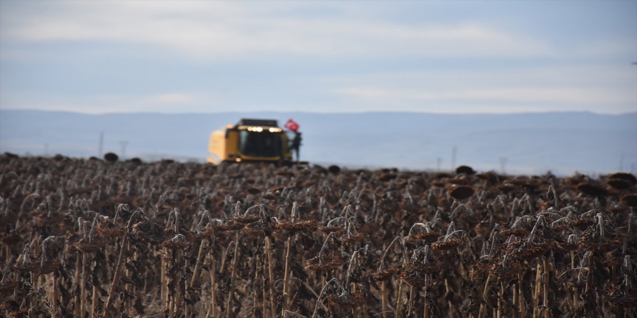 Kars'ta yüksek rakıma ekilen yağlık ayçiçeğinde hasat dönemi