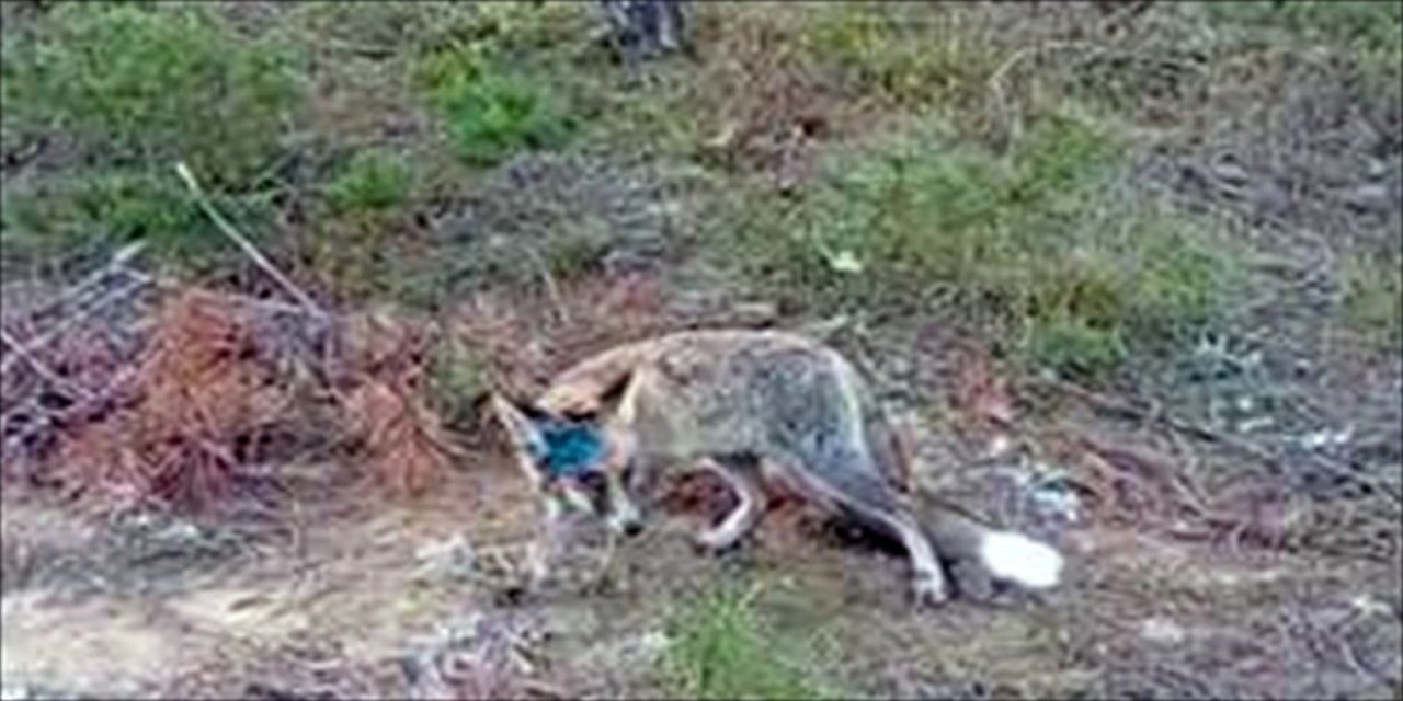 Kastamonu'da yaralı halde bulunan tilki tedavi edildi.