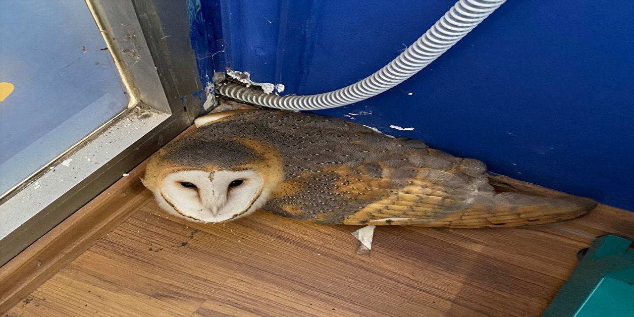 Ordu'da cep telefonu bayisine giren peçeli baykuş doğaya salındı