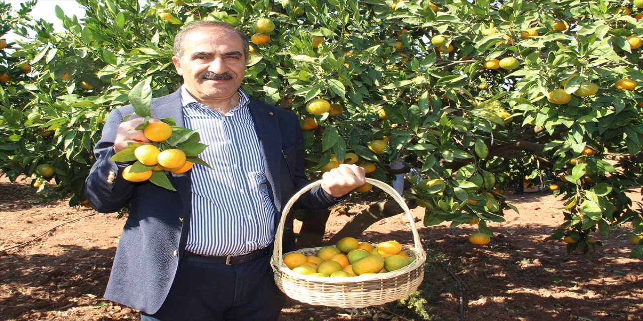 Türkiye'nin mandalina ihracatı hedefi yükseldi