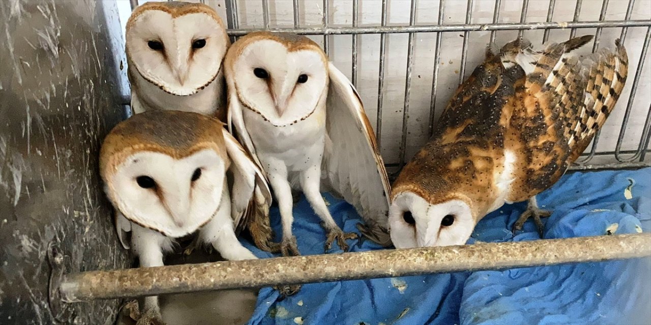 Kütahya’da iyileştirilen peçeli baykuşlar doğaya salındı.