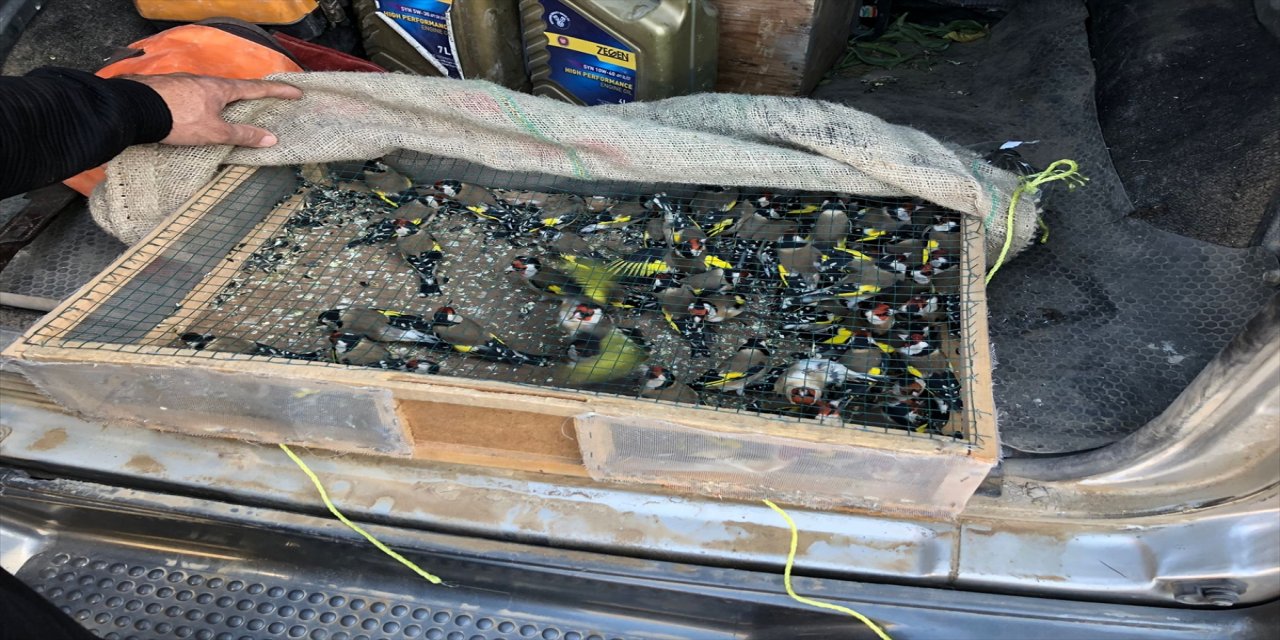 Adana'da yolcu otobüsünde ele geçirilen 50 saka kuşu doğaya salındı