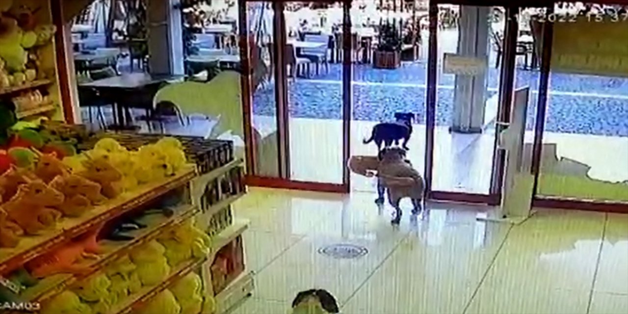 Bodrum'da bir mağazadan köpekler oyuncak köpek çaldı.