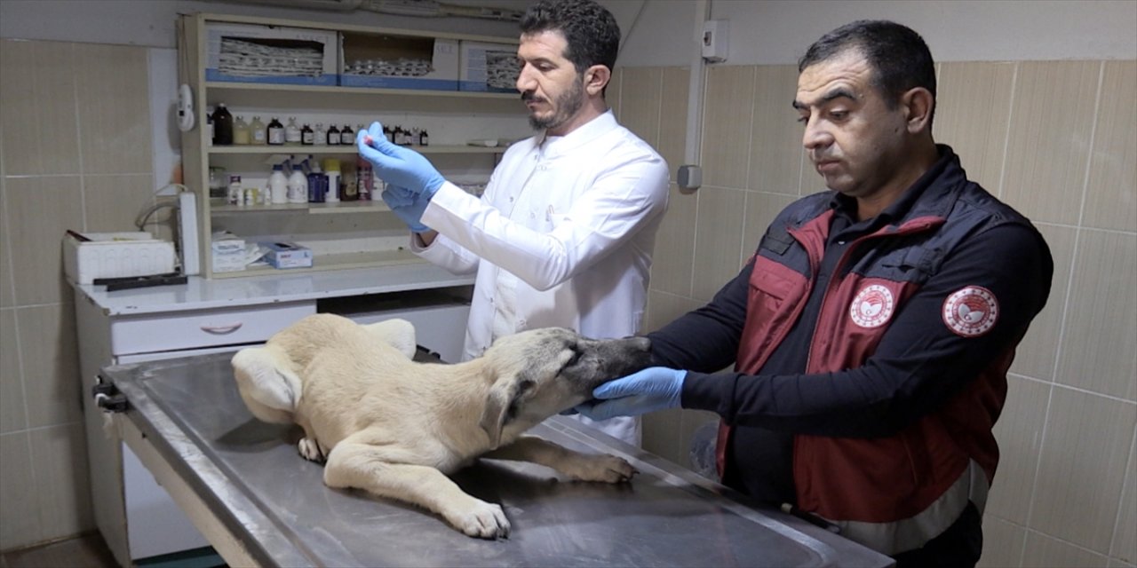 Adıyaman'da sahipsiz hayvanlara aşı yapıldı.