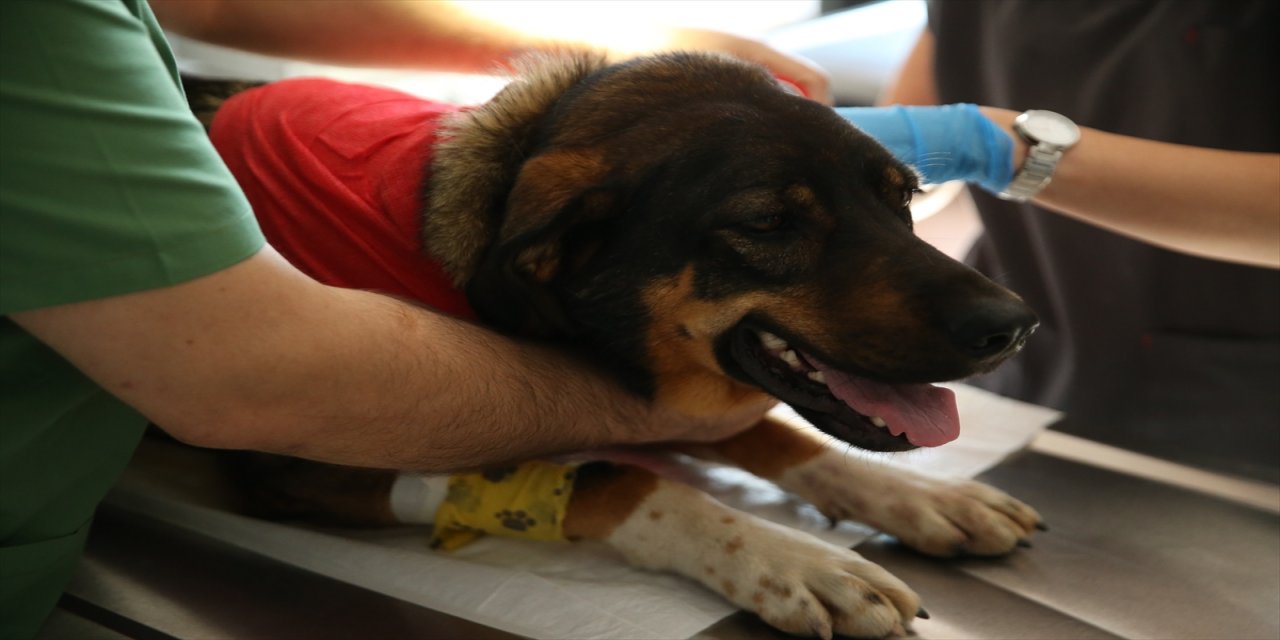 Ordu'da bir köpek av tüfeğiyle vuruldu.