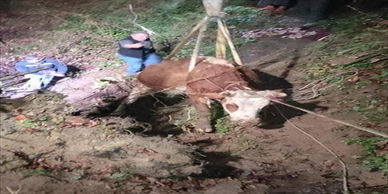 Ordu'da bir inek dere yatağına düştü.