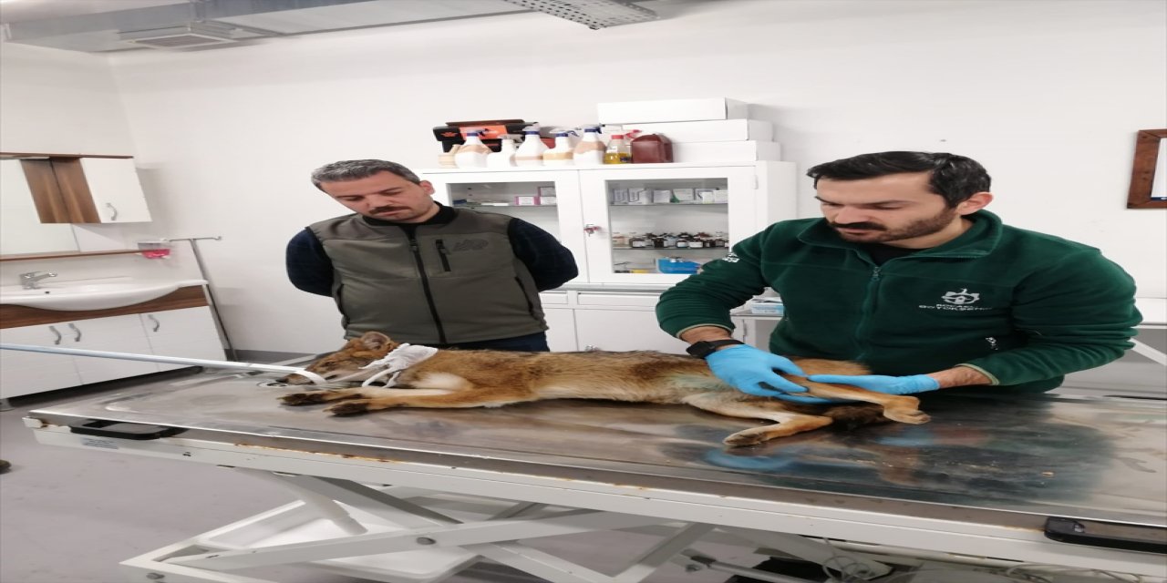 Sakarya'da yaralı bulunan tilki tedavi altına alındı.