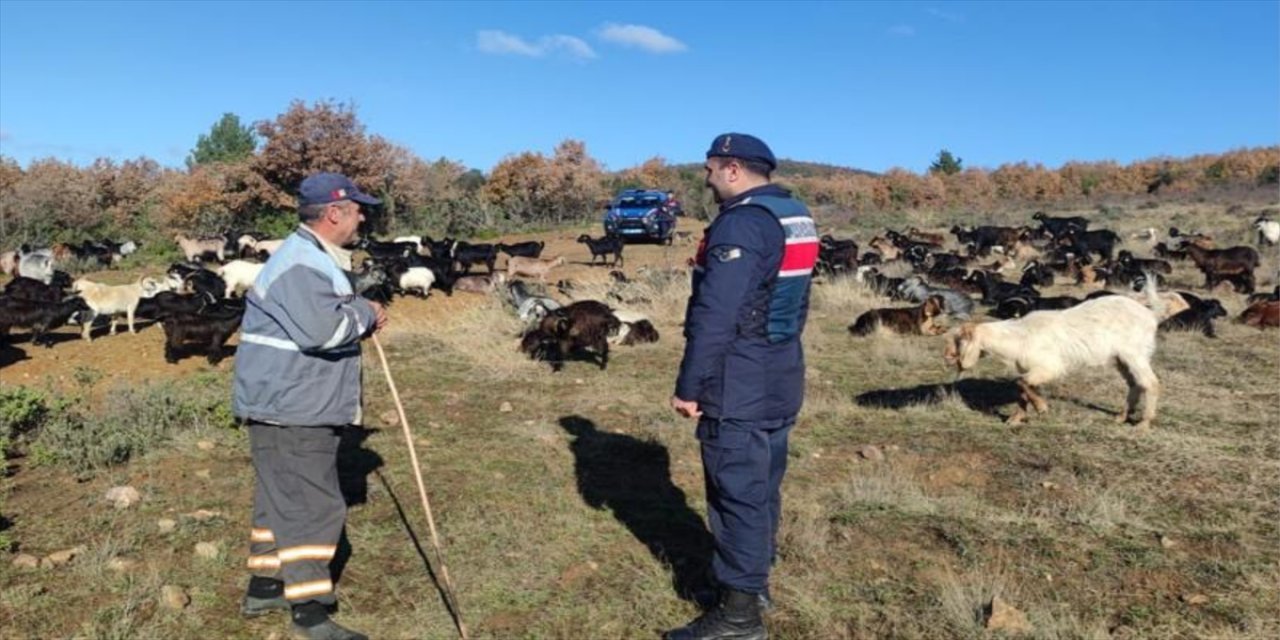 Yalova'da kayıp 400 küçükbaş jandarma sayesinde bulundu.