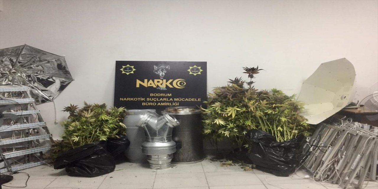Bodrum'da evde kenevir yetiştiren şüpheli gözaltına alındı