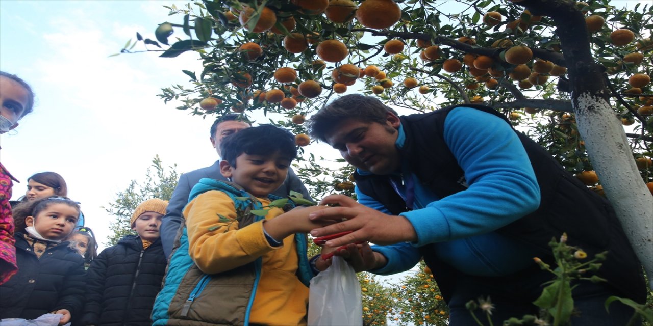 Bodrum'da Belediye Başkanı ve öğrenciler mandalina hasadı yaptı