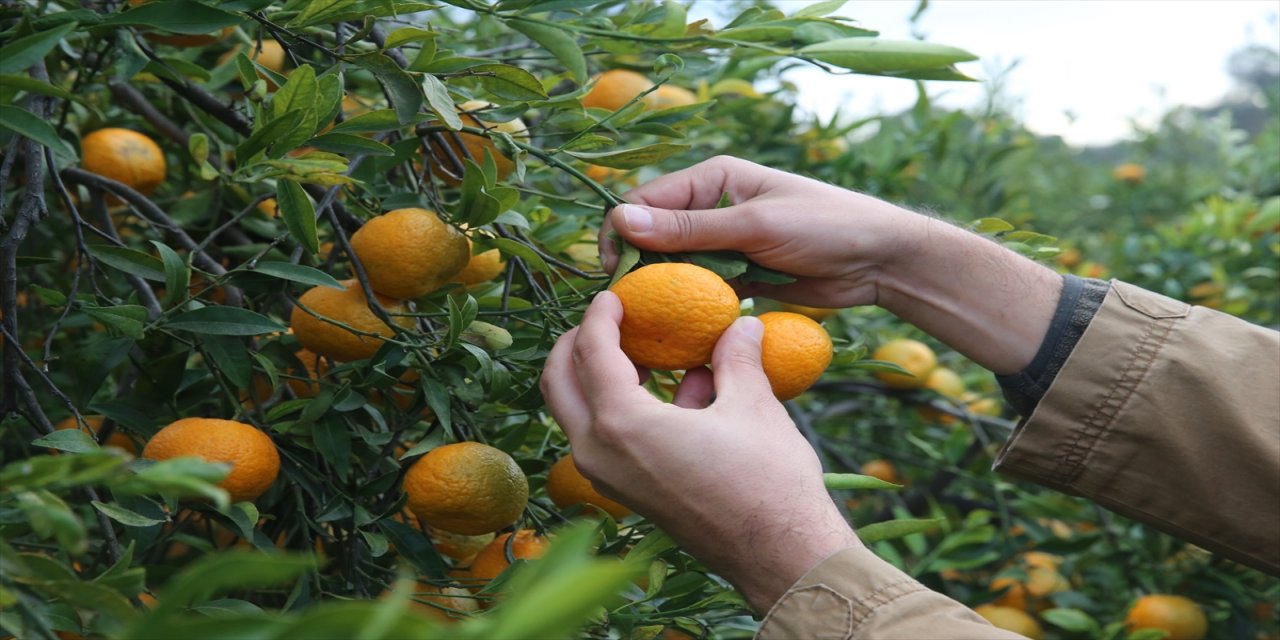 Bodrum mandalinasından 7-8 bin ton rekolte olması düşünülüyor.