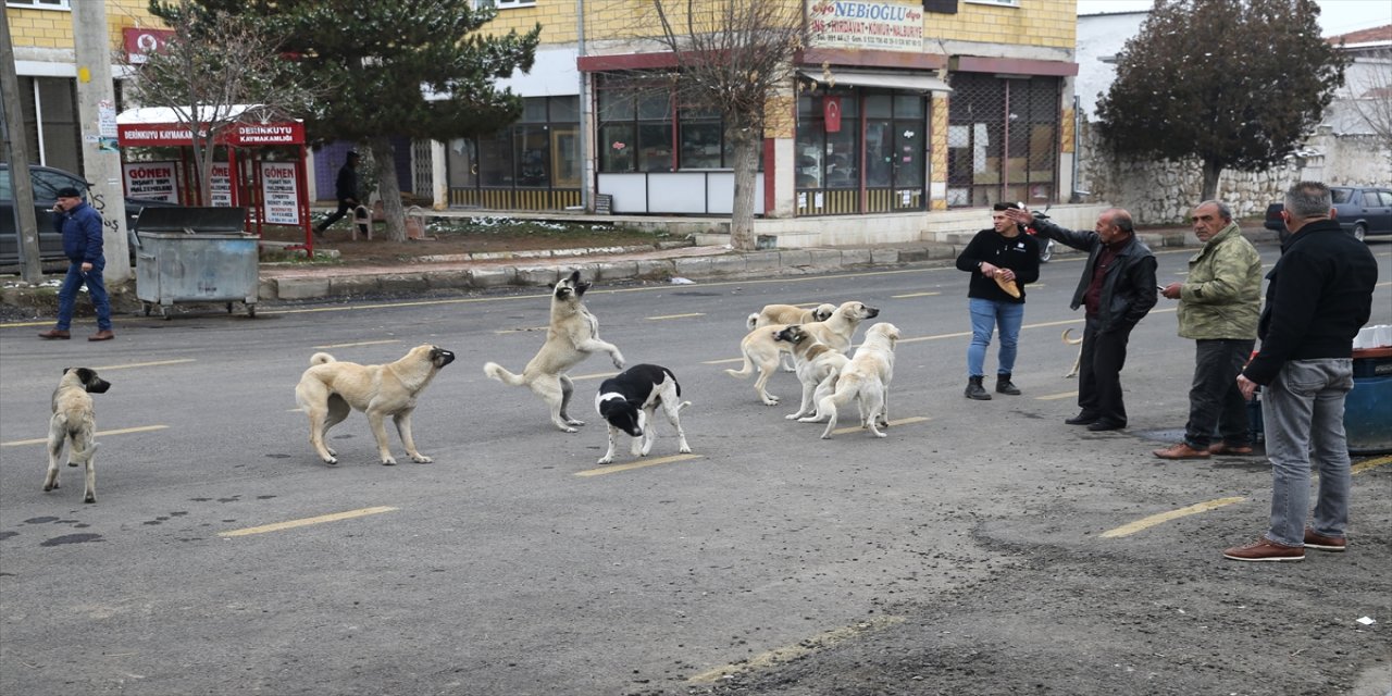 Nevşehir'de sahipsiz köpekler 69 yaşındaki kişiye saldırdı.