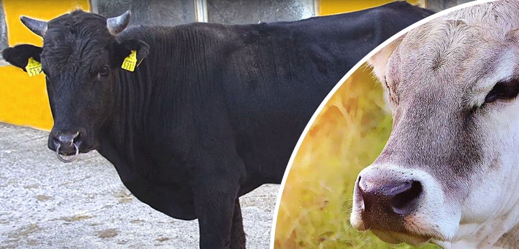 AMAÇ: YERLİ IRKLARIMIZI KORUYARAK ÇOĞALTMAK