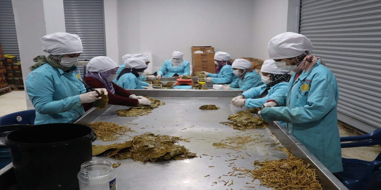 Siirt'te kooperatif kuran kadın girişimciler salamura yaprak üretimine başladı