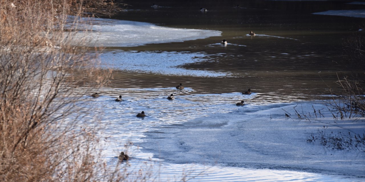 Yeşilbaş ördekler kısmen donan Kars Çayı'nda yiyecek arayışında.