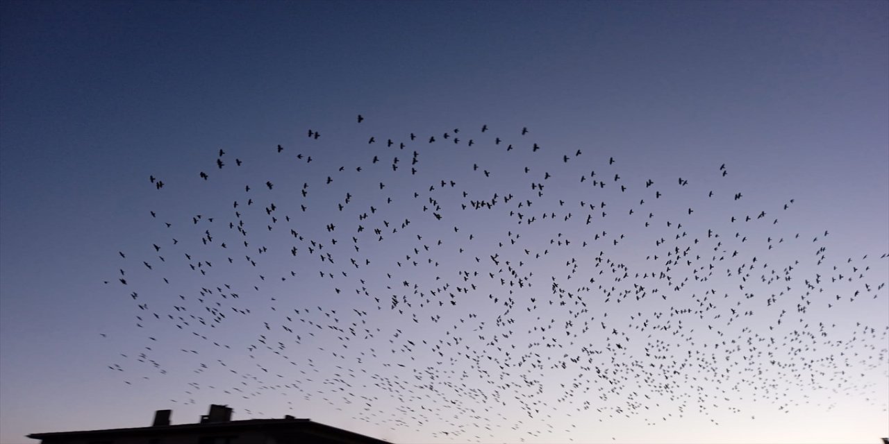 Balıkesir'de sığırcık kuşlarından görsel şölen