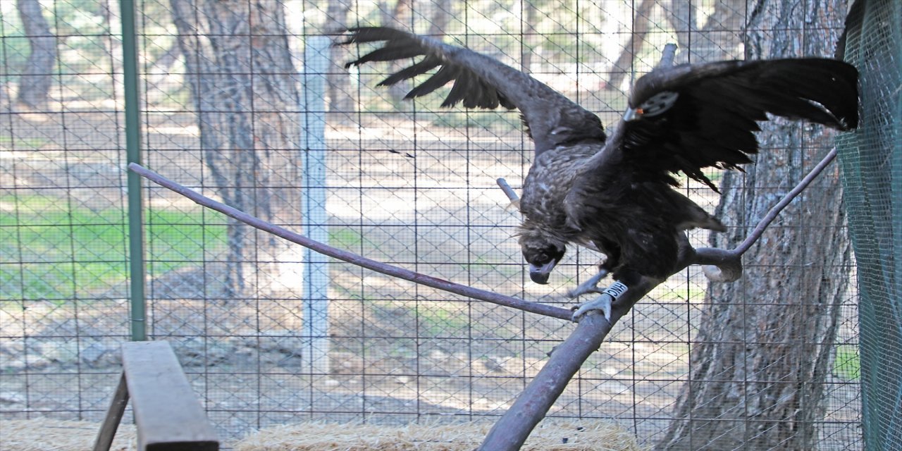 Burdur Gölü'ne düşen kara akbaba, Antalya'da tedaviye ediliyor
