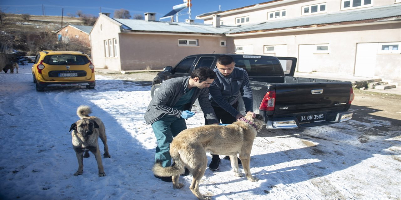 Kuduz karantinasına alınan Tunceli’nin Hozat ilçesinde çalışmalar devam ediyor.