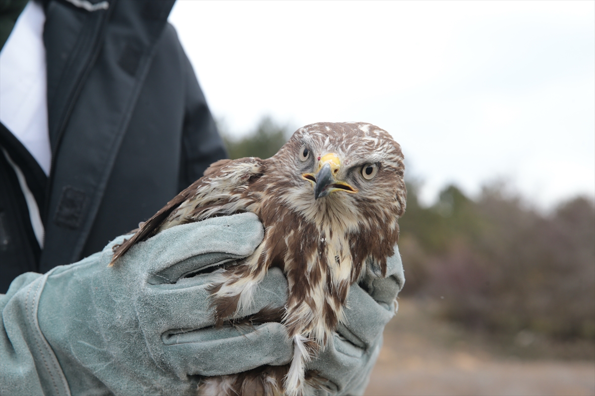 Bolu'da tedavisi tamamlanan şahin ve atmaca doğaya salındı