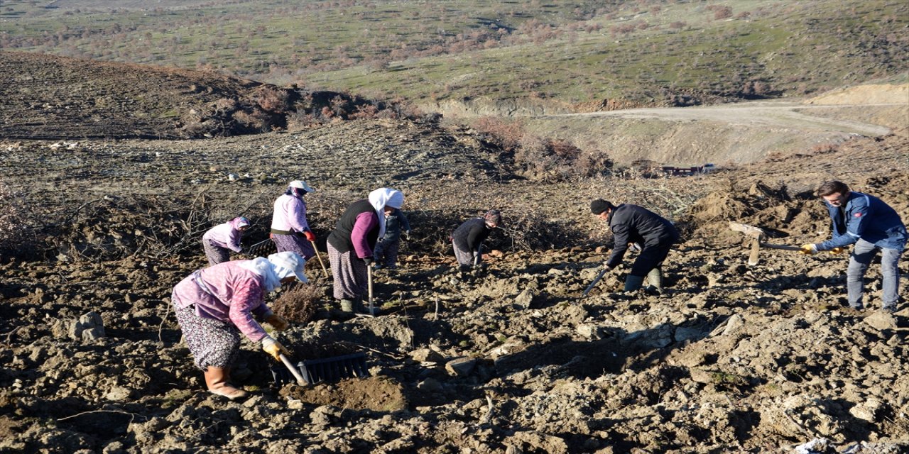Manisa'da baraj çevresindeki 10 hektar alana bitki dikildi.