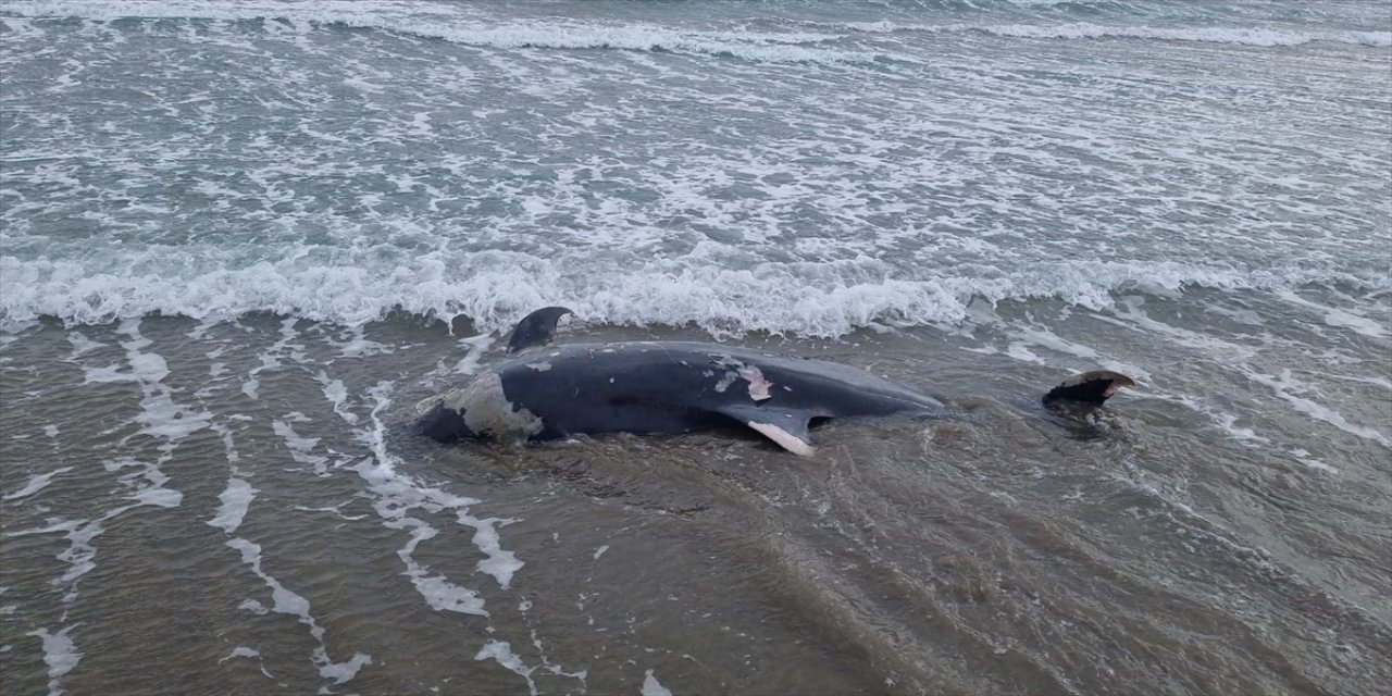 Adana'da sahilde ölü yunus görüldü.
