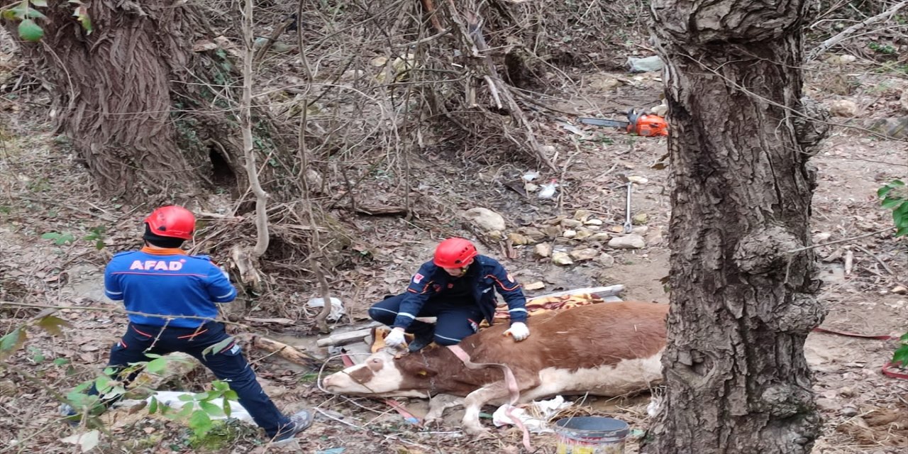 Kastamonu'da dereye düşen inek kurtarıldı