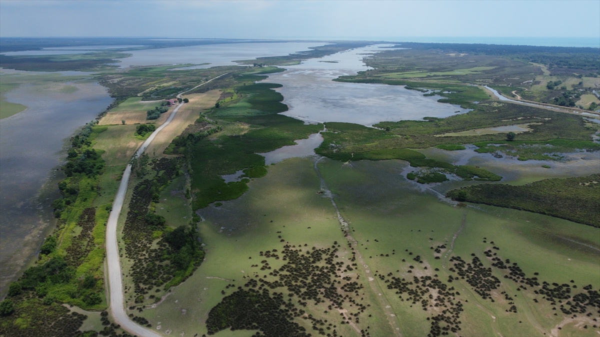 Küresel ısınma Kızılırmak Deltası'ndaki kuş varlığını da değiştirdi