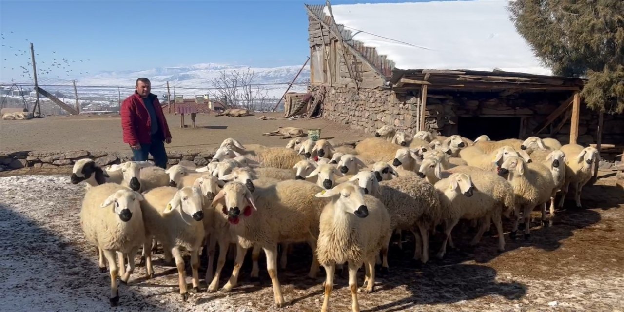 Sivas'ta bir araya gelen besiciler depremzedeler için 22 koyun bağışladı.