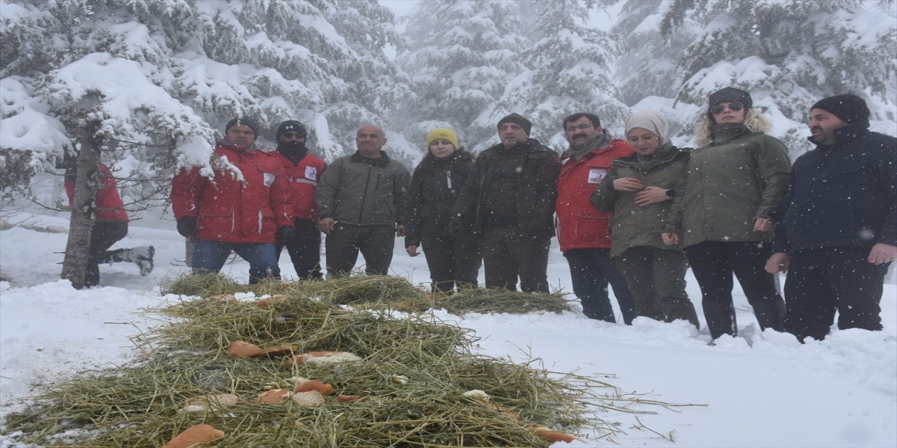 Şırnak'ta yaban hayvanları için yem bırakıldı.