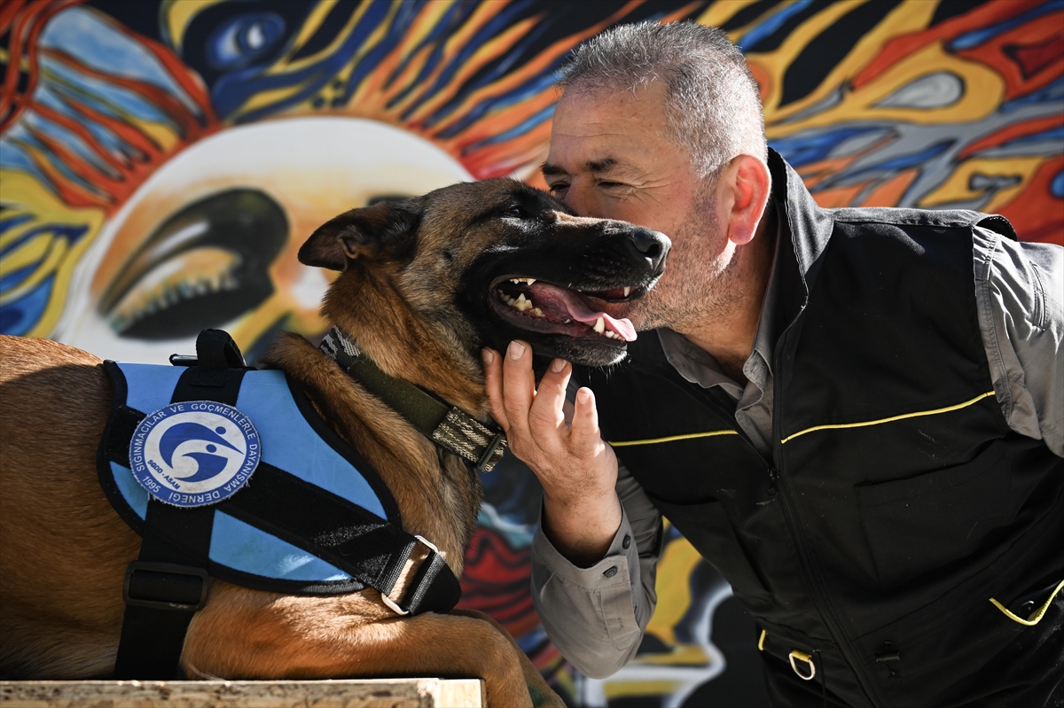 Arama kurtarma sırasında yaralanan Belçika çoban köpeği "Vira", tedavisinin ardından yavrularıyla buluştu