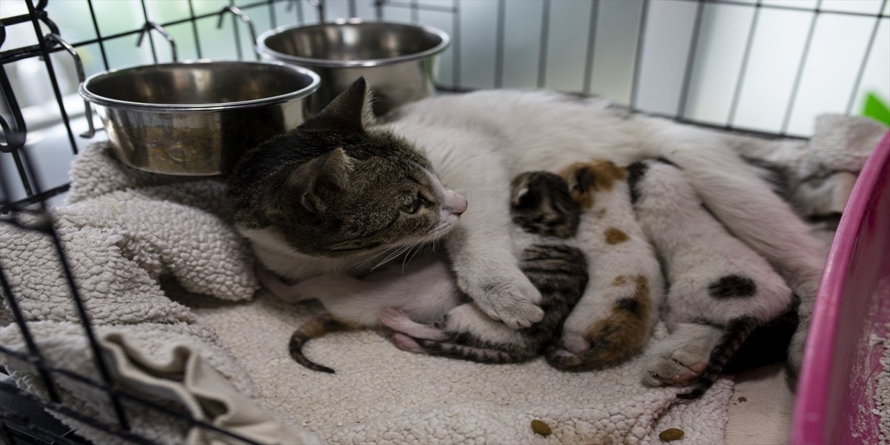 Depremde yaralanan hayvanlara yuva aranıyor.