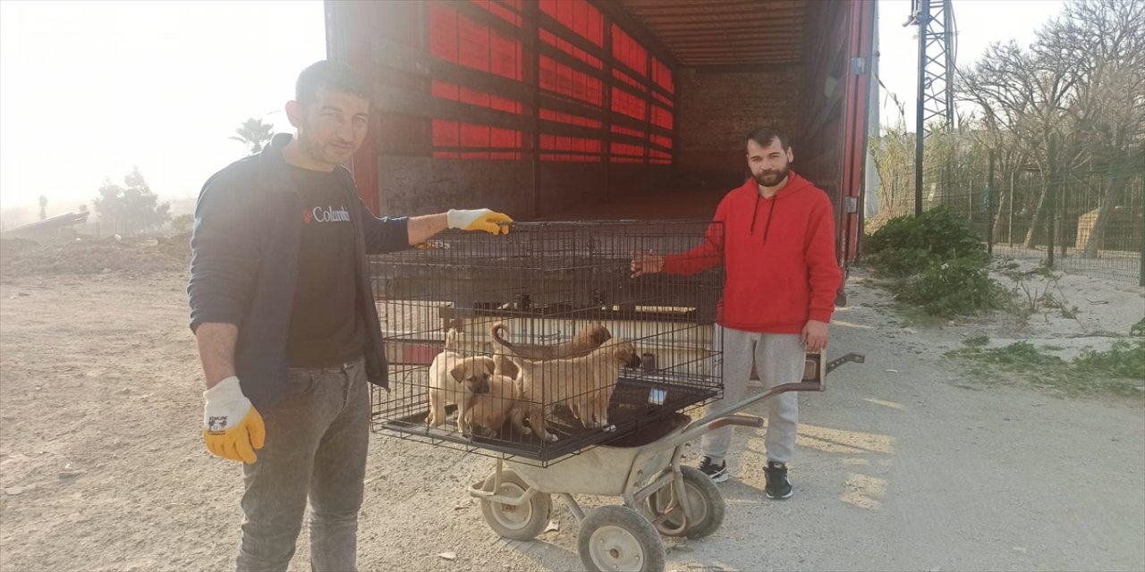 Hatay'da depremden etkilenen hayvanların bakımları yapılıyor