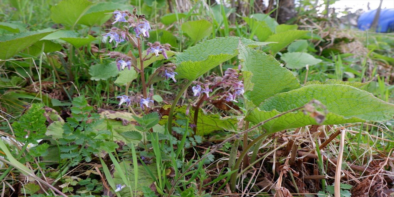 Kaldirik otunun kanserli hücreler üzerindeki etkisi araştırılıyor