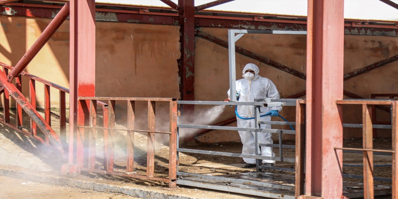 Van'da canlı hayvan pazarı hastalığa karşı ilaçlandı.