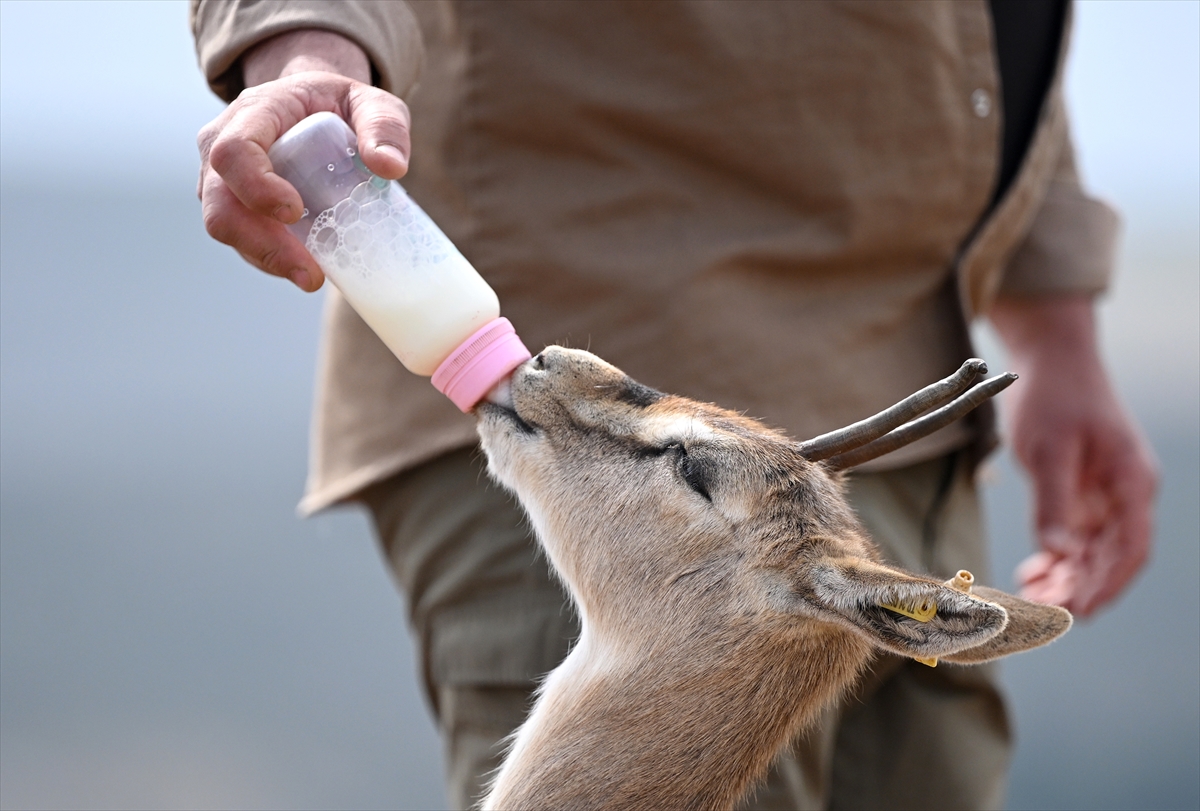 Deprem şokunu Hatay'daki ceylanlar da yaşadı