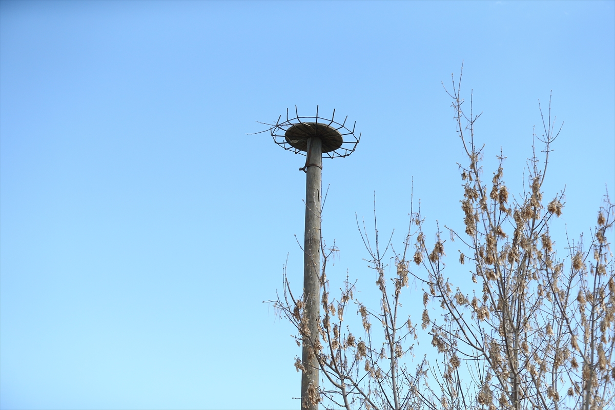 Depremlerde minaredeki 64 yıllık yuvası yıkılan leyleklere yapayı yapıldı