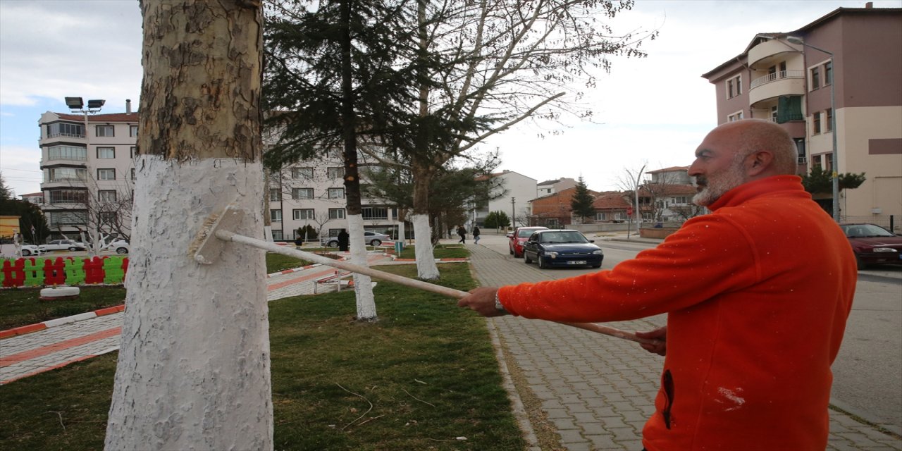 Tokat'ta ki muhtar ağaçları kireçle boyayarak zararlılara karşı koruyor.