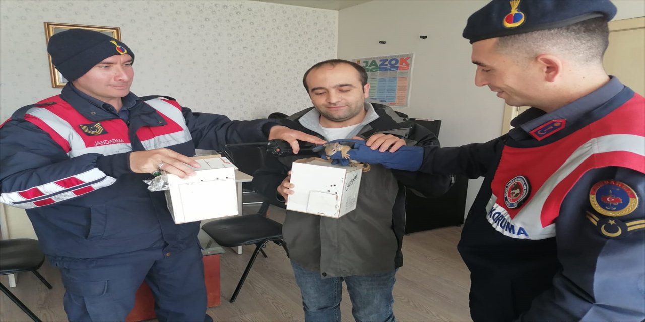 Anadolu Otoyolu'nda yolcu otobüsünde 8 sincap bulundu.